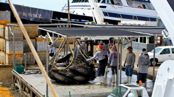 México gana terreno en pesca sustentable; aumenta 4.6 por ciento su cuota de atún aleta azul