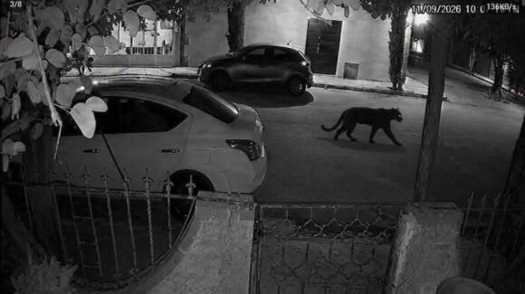 Profepa asegura pantera tras ataque a mujer en Lerdo, Durango