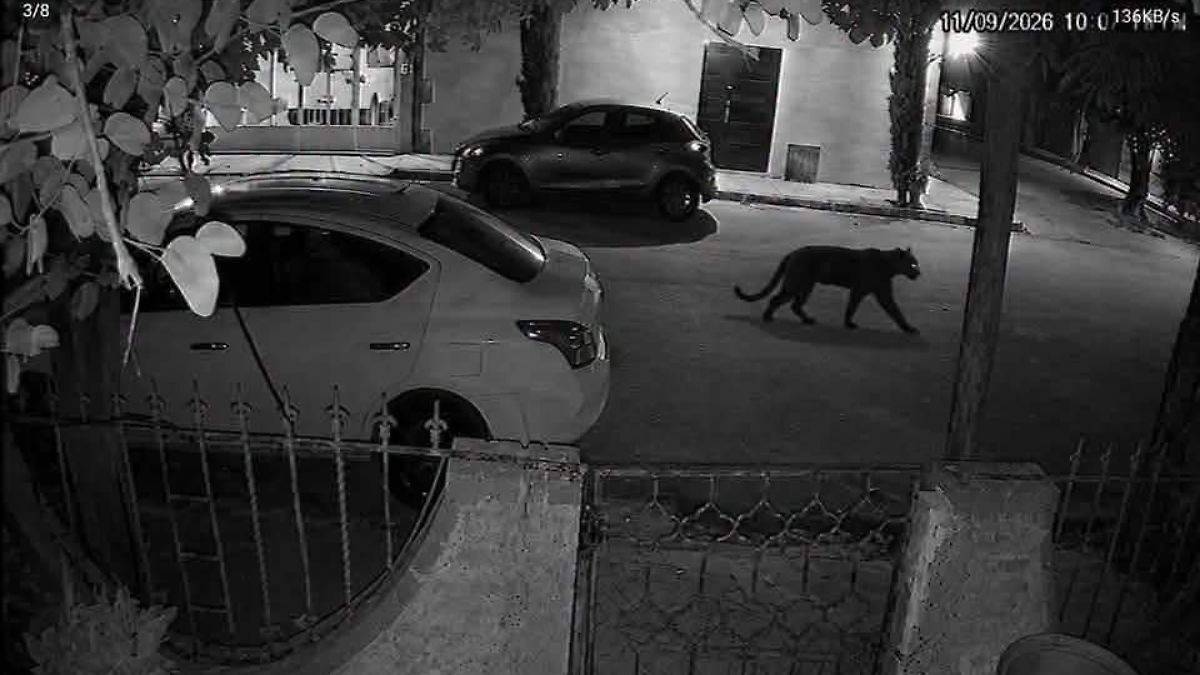 Profepa asegura pantera tras ataque a mujer en Lerdo, Durango