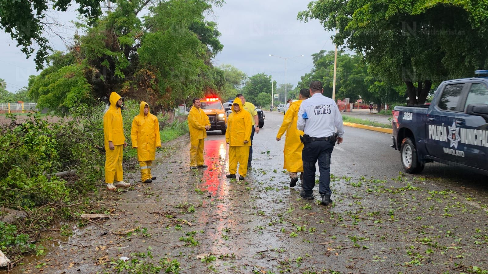Se registran dos accidentes en Navolato por caída de árboles durante las lluvias