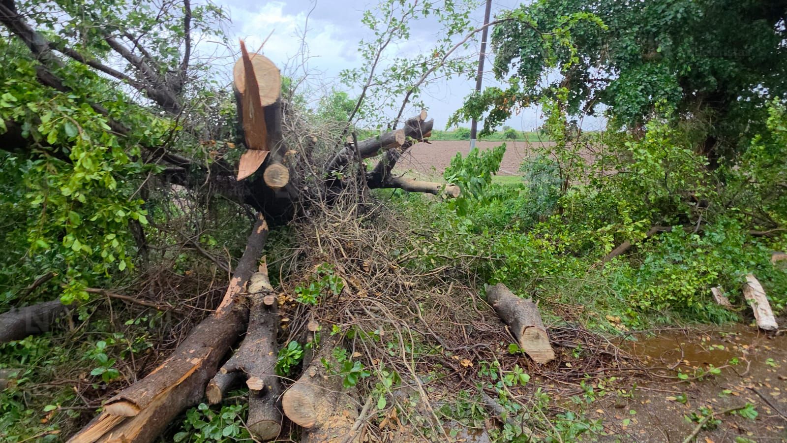 Se registran dos accidentes en Navolato por caída de árboles durante las lluvias