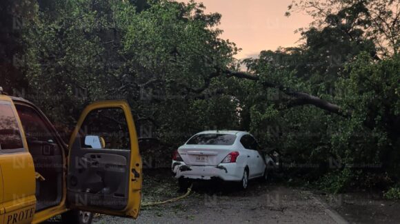 Se registran dos accidentes en Navolato por caída de árboles durante las lluvias; hay tres lesionados