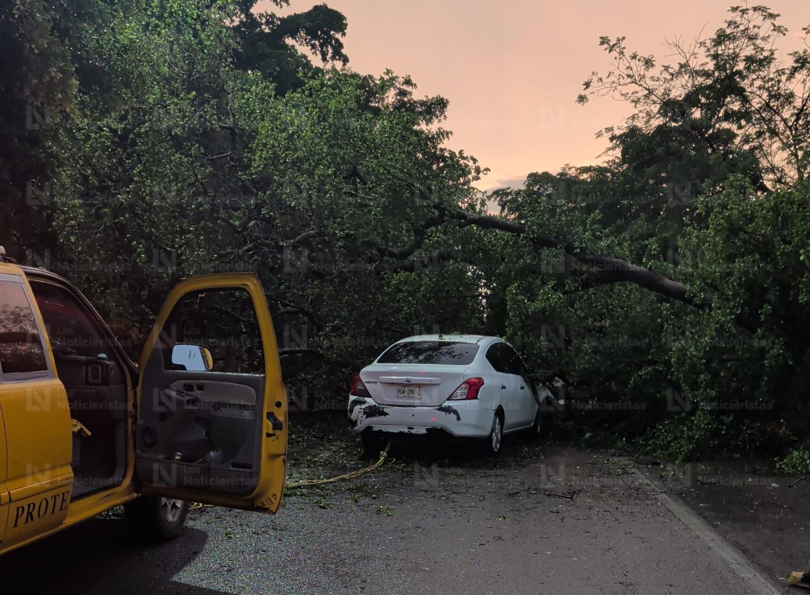 Se registran dos accidentes en Navolato por caída de árboles durante las lluvias