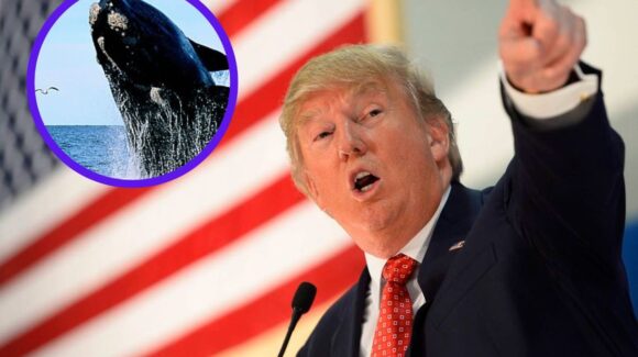 Gobierno de Trump elimina protección para especies en peligro de extinción en Estados Unidos