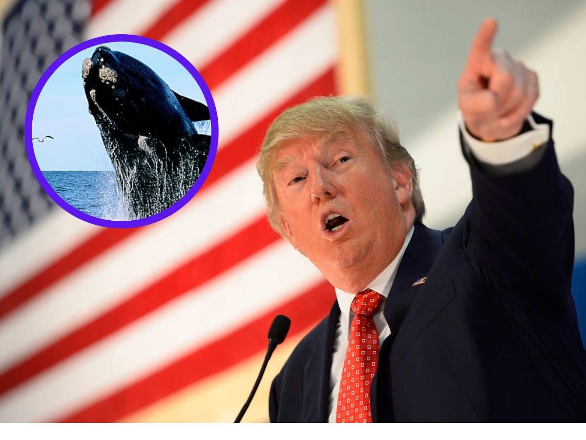Trump anula protección para especies en peligro de extinción
