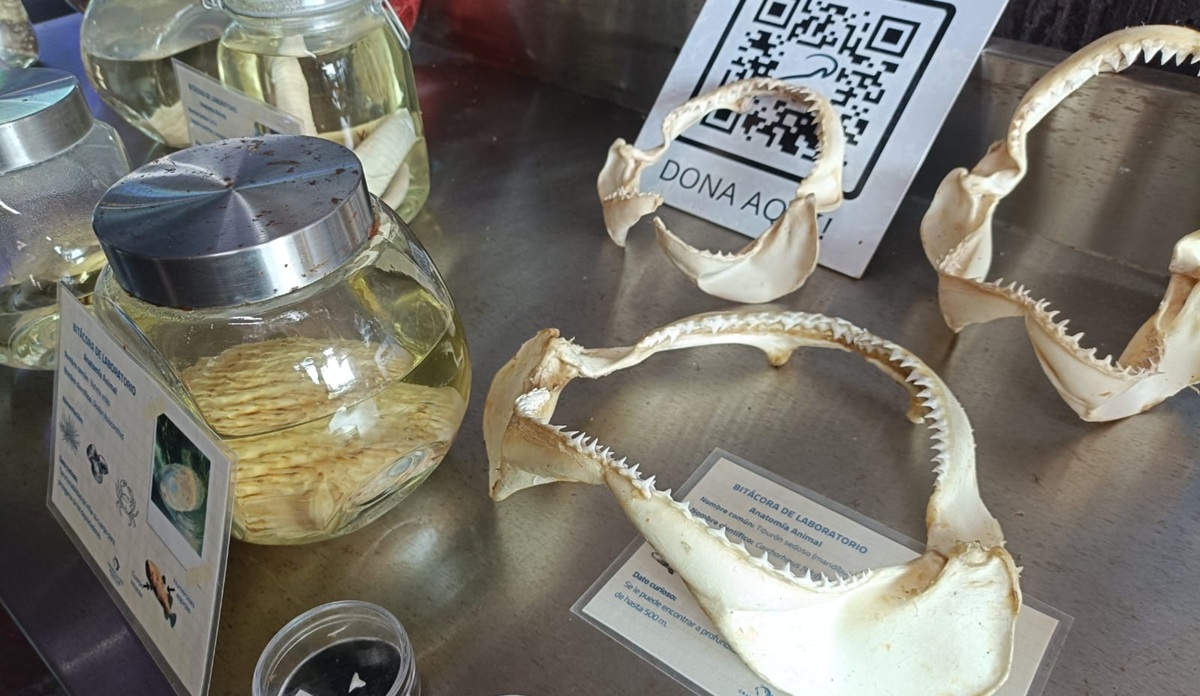 Abren Exploradores del Océano en el Gran Acuario de Mazatlán
