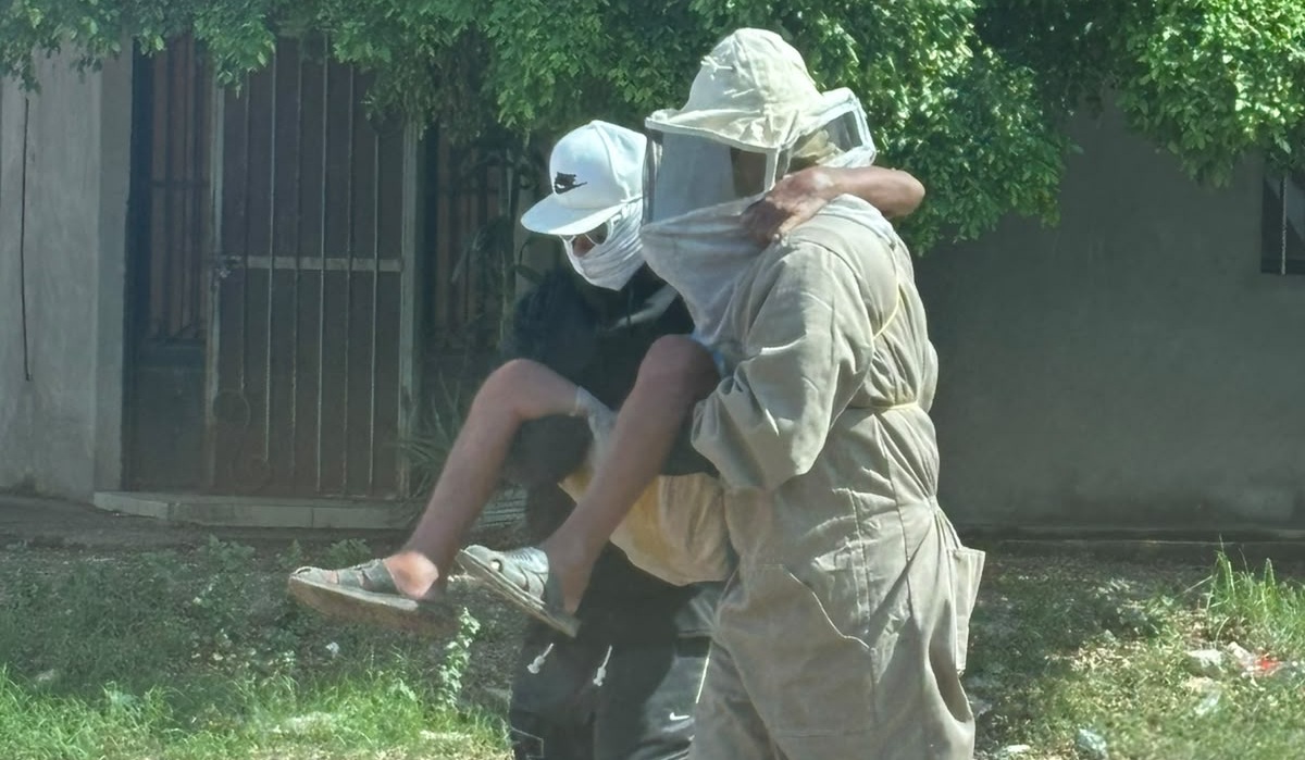 Abejas atacan a adulto mayor en Los Mochis
