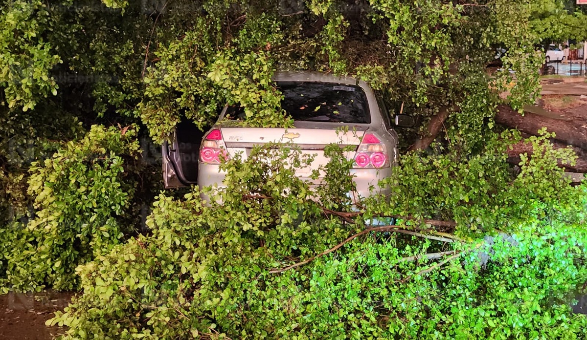Árbol cae sobre vehículo sobre Insurgentes, tras fuerte tormenta en Culiacán