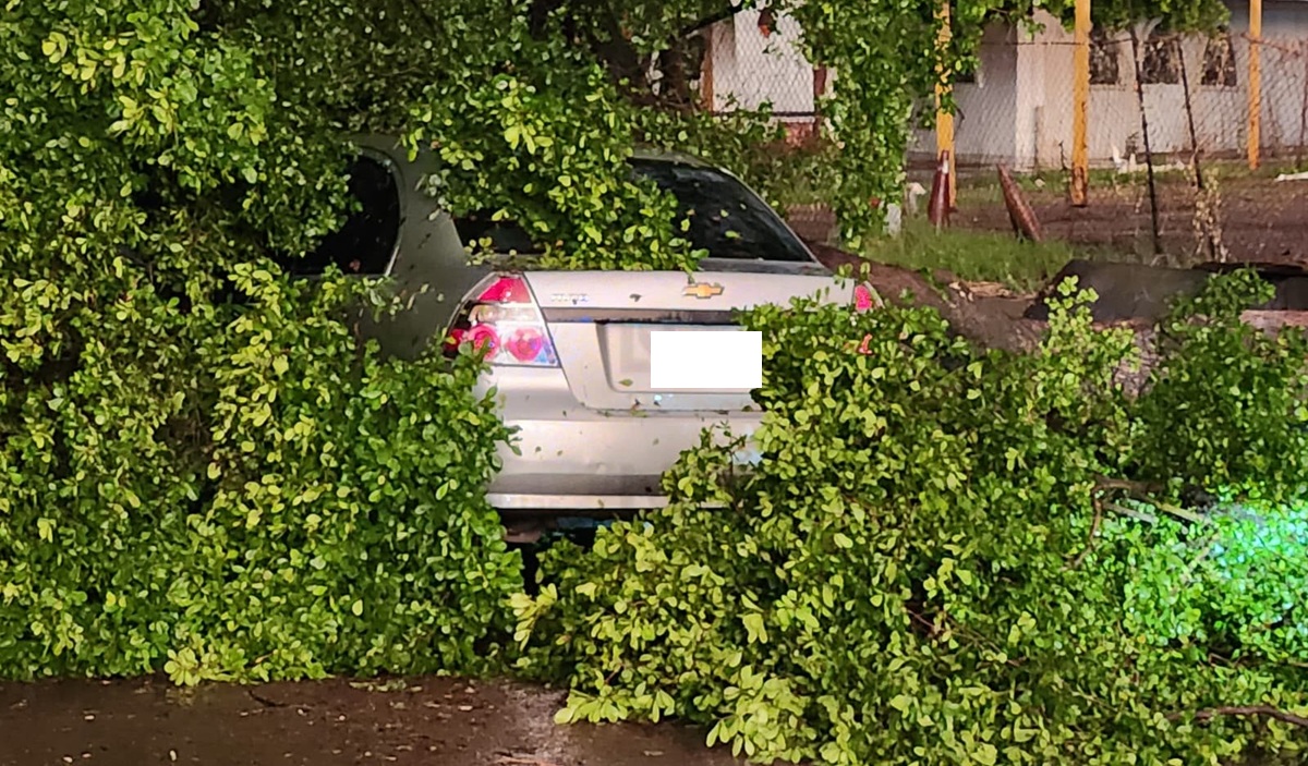 Árbol cae sobre vehículo sobre Insurgentes, tras fuerte tormenta en Culiacán