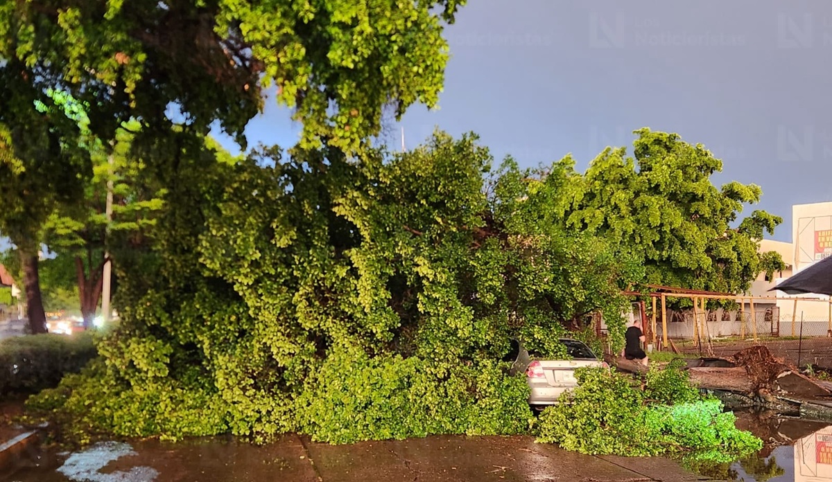 Árbol cae sobre vehículo sobre Insurgentes, tras fuerte tormenta en Culiacán