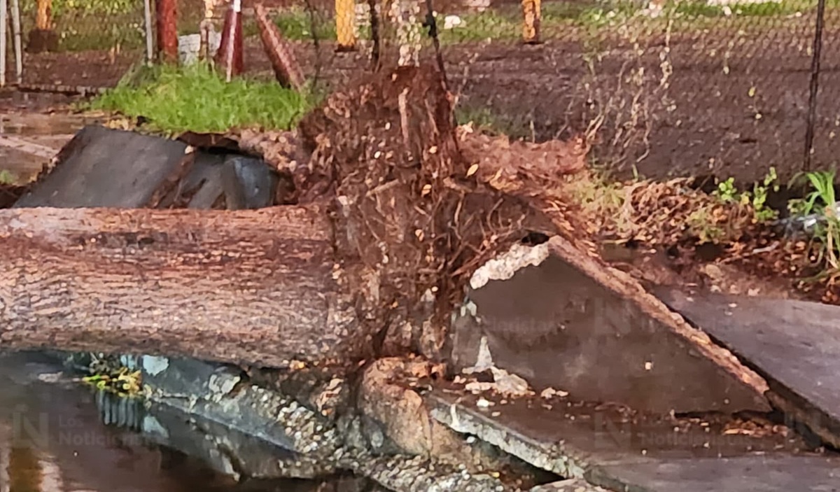 Árbol cae sobre vehículo sobre Insurgentes, tras fuerte tormenta en Culiacán