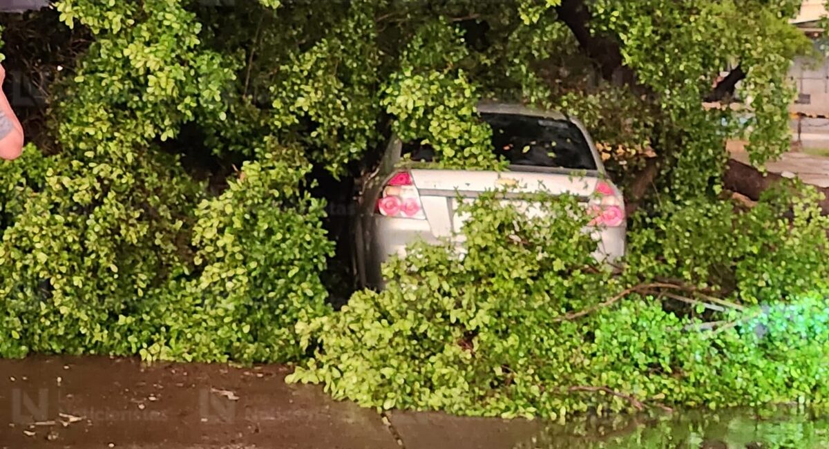 Cae árbol sobre carro en circulación tras fuertes rachas de viento e intensa lluvia en la colonia Centro Sinaloa, en Culiacán