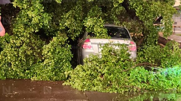 Cae árbol sobre carro en circulación tras fuertes rachas de viento e intensa lluvia en la colonia Centro Sinaloa, en Culiacán