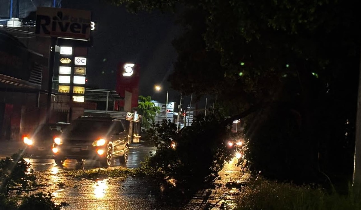 Árbol caído en calle de Culiacán, tras lluvias