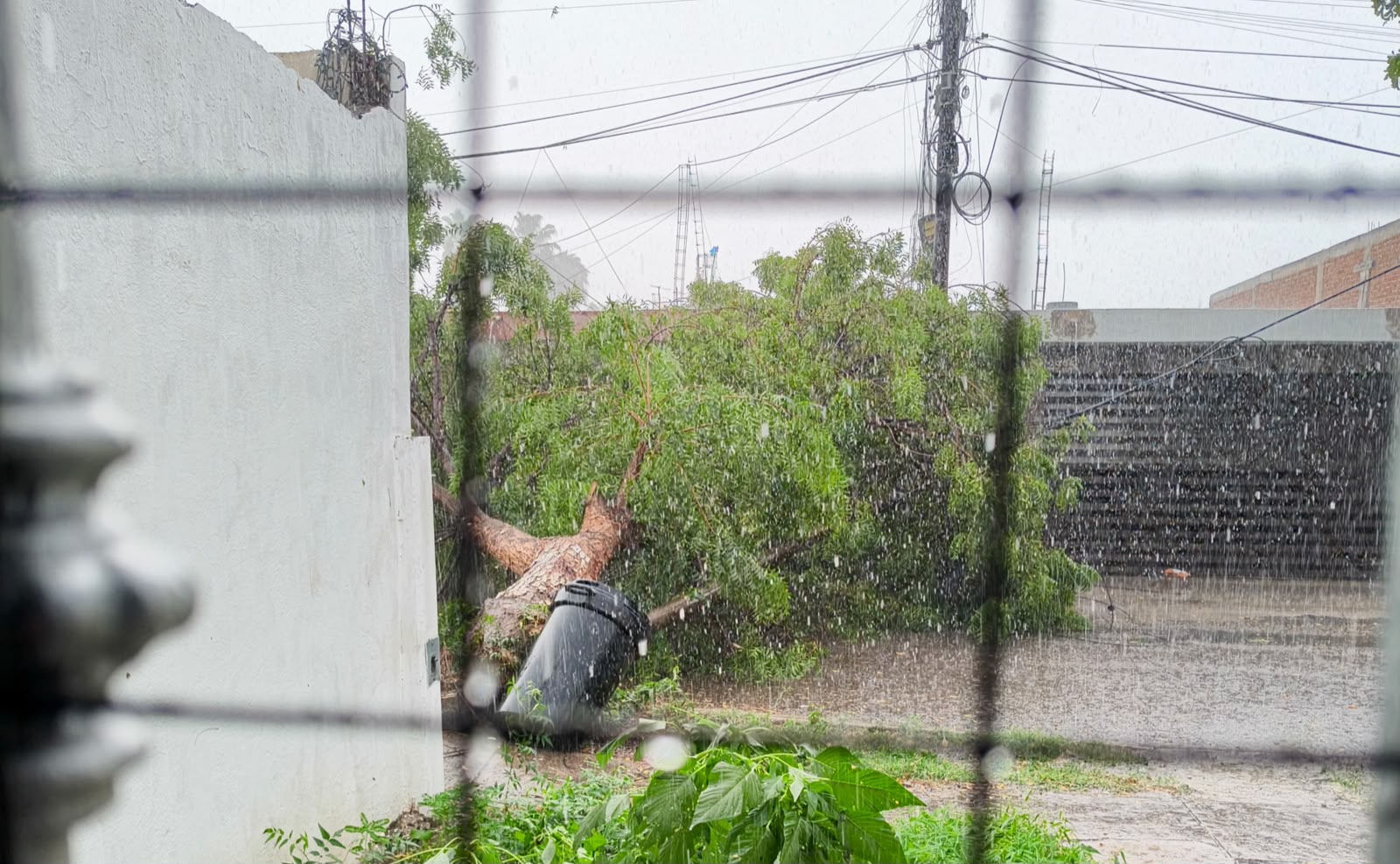 Árbol caído lluvia en Culiacán