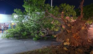 Fuertes rachas de viento provocan caída de árboles, daños estructurales y cortes de energía eléctrica en Los Mochis, Sinaloa