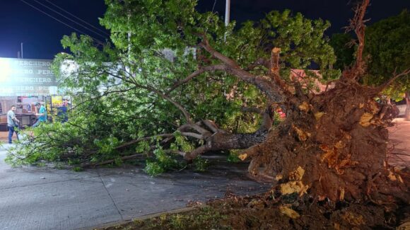 Fuertes rachas de viento provocan caída de árboles, daños estructurales y cortes de energía eléctrica en Los Mochis, Sinaloa