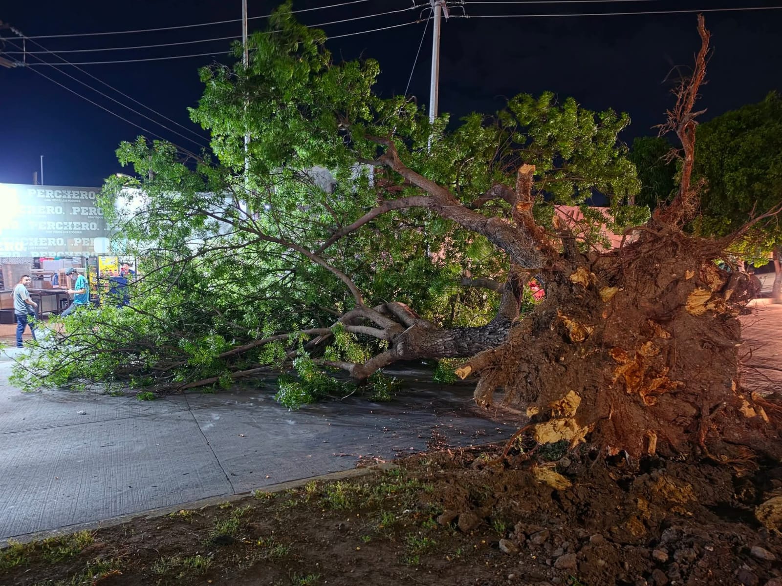 Árbol caído por fuerte racha de viento en Los Mochis