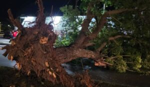 Tormenta deja árboles caídos, cortes de energía y afectaciones menores en Ahome