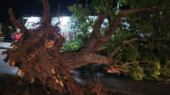 Tormenta deja árboles caídos, cortes de energía y afectaciones menores en Ahome