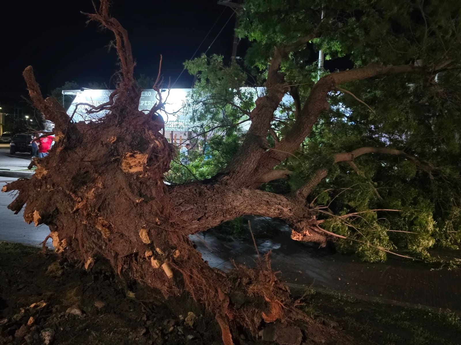 Árbol caído por fuerte racha de viento en Los Mochis