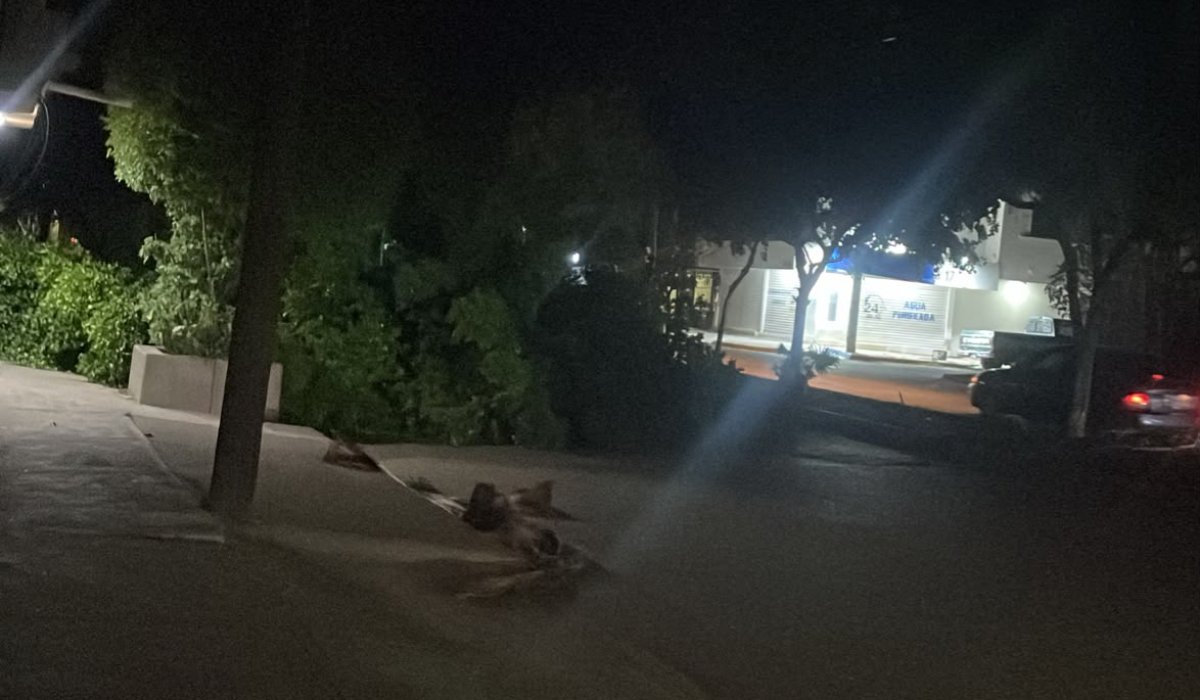 Árbol caído por fuerte racha de viento en Los Mochis