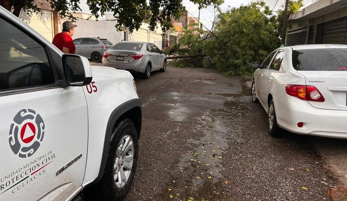 Cae árbol tras fuerte lluvia en Culiacán