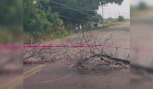 Vientos derriban árboles y postes, bloqueando la carretera entre León Fonseca y Sinaloa de Leyva