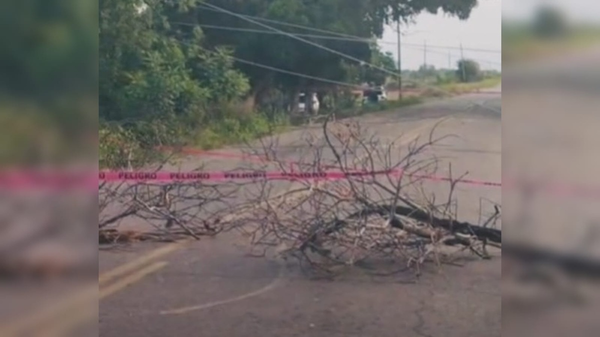 Árboles bloquean carretera León Fonseca-Sinaloa de Leyva tras fuertes lluvias