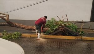 Lluvias en Culiacán dejan 1.7 toneladas de basura, 21 árboles caídos y reparación de postes