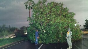 basura en culiacan por lluvias arbol