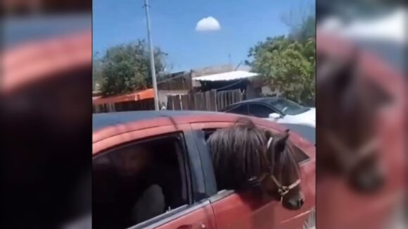 México superando IA; hombre adquiere caballo “Abelito” y lo transporta a su nuevo hogar en un vehículo, en Ahome, Sinaloa