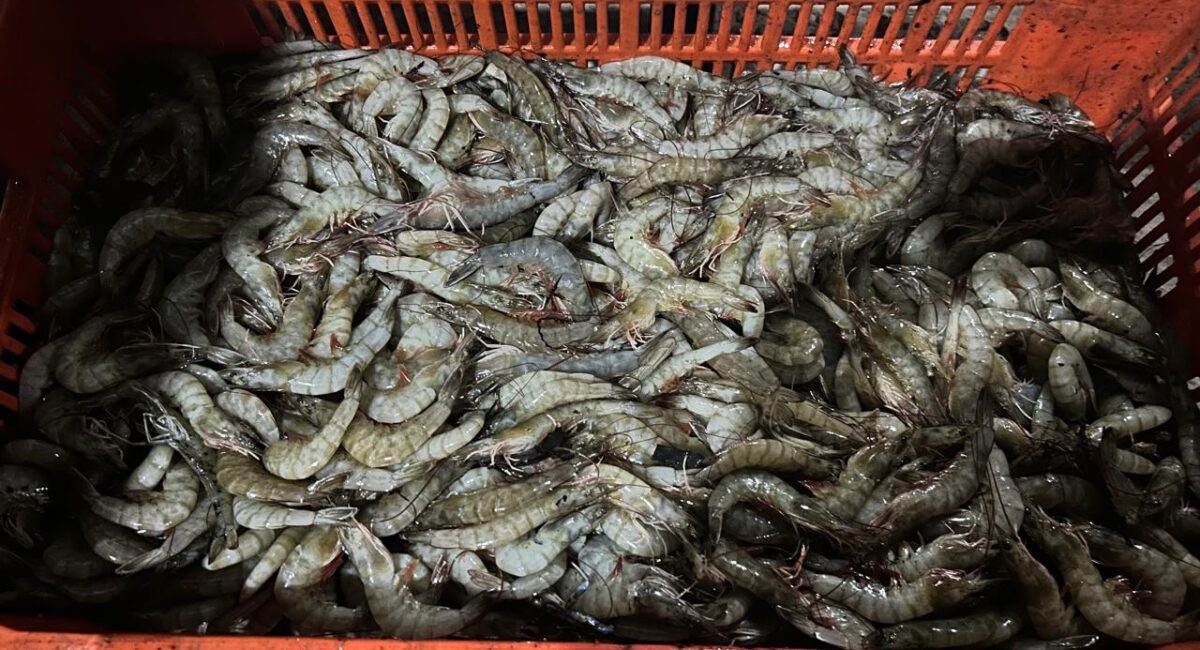 El que venga de Aduanas debe traer soluciones, no a conocer Sinaloa y tomarse la foto: acuacultores