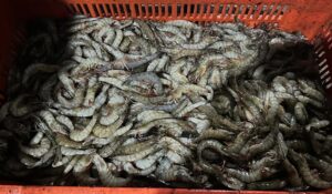 Ribereños del norte de Sinaloa alcanzan a capturar hasta 300 kilos de camarón por embarcación, pero apenas da para comercializarlo