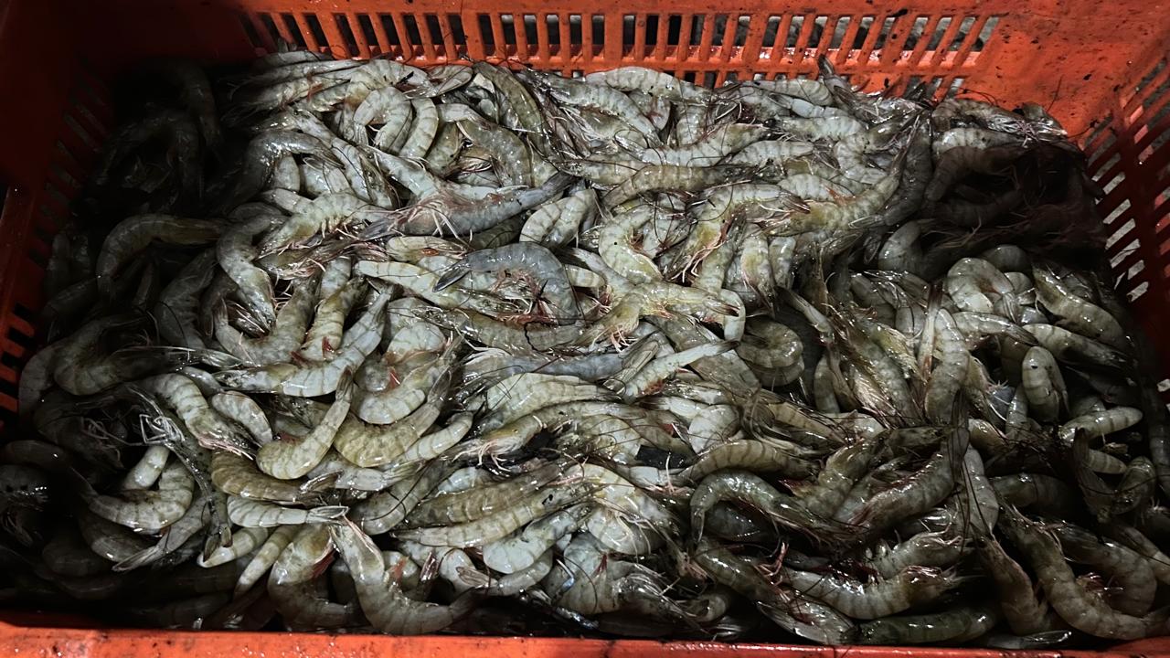Camarón