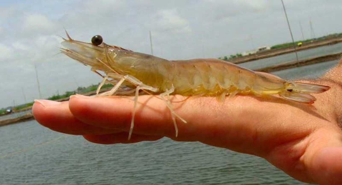 Quien tenga dinero saldrá por camarón y quien no se quedará en tierra; estiman apenas 30% en Guasave, Sinaloa