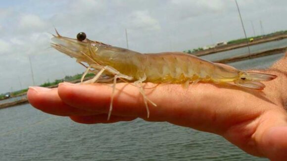 ‘Camarón en jaque’, el sur de Sinaloa enfrenta otro año de baja producción confirma la Secretaría de Pesca estatal