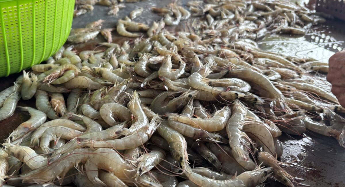 Entre 50 y 60 kilos por embarcación los primeros reportes de capturas de camarón tras levantarse la veda en el norte de Sinaloa