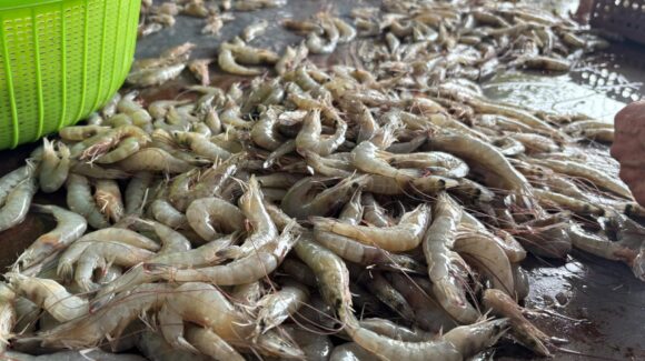 Entre 50 y 60 kilos por embarcación los primeros reportes de capturas de camarón tras levantarse la veda en el norte de Sinaloa