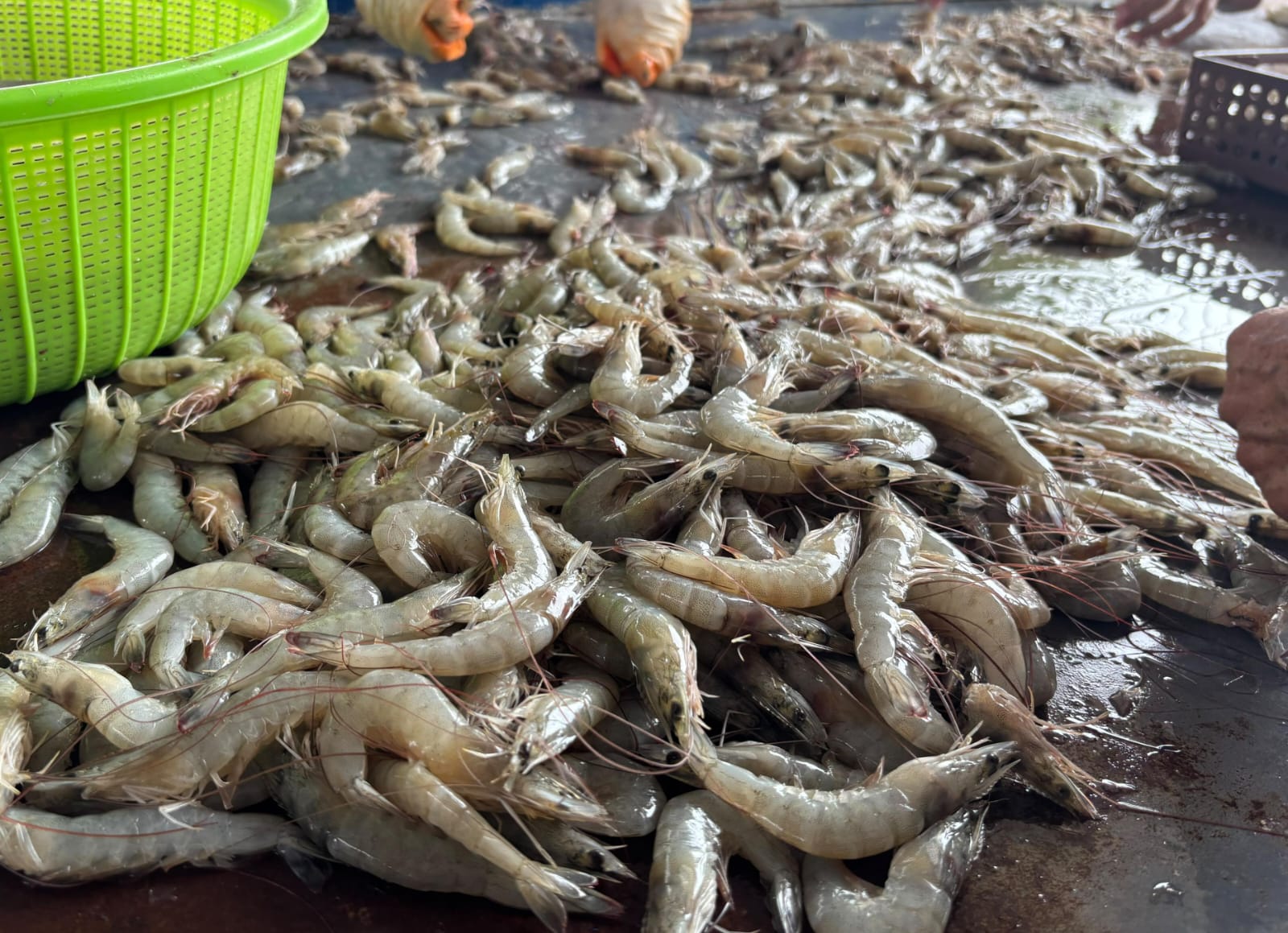 Camarones