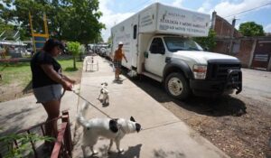 ¡Aprovecha! Esterilización de mascotas llega al Teodoro Mariscal de Mazatlán, Sinaloa; acá te damos los detalles