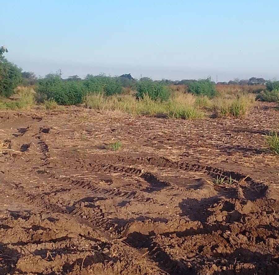 Campo sinaloense agoniza