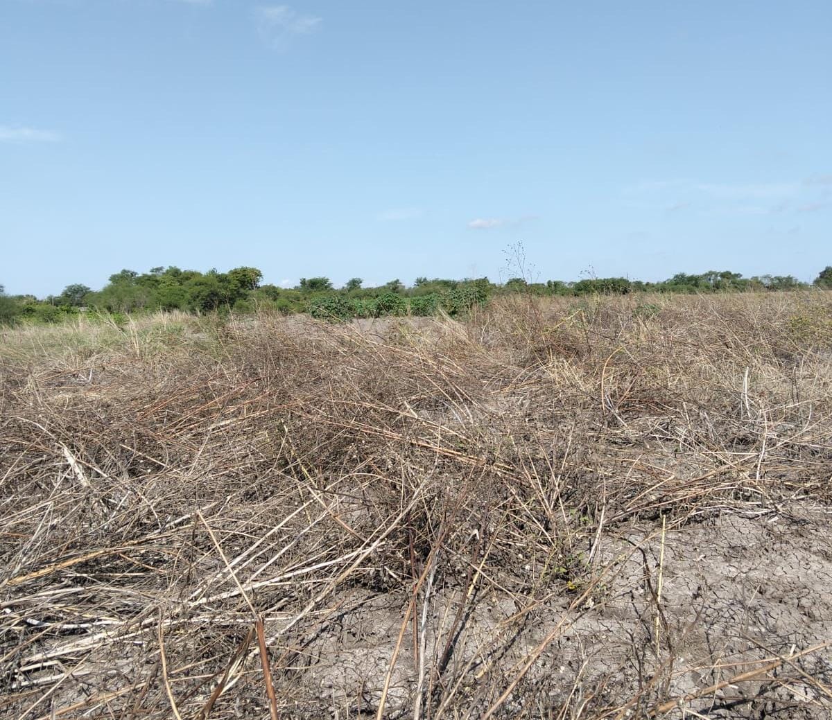 Campo sinaloense agoniza