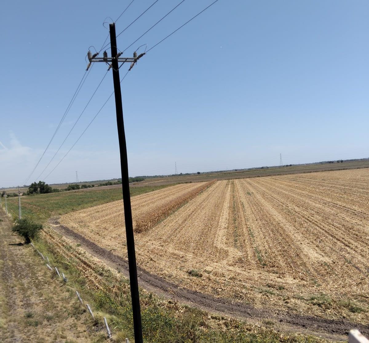 Campo sinaloense agoniza