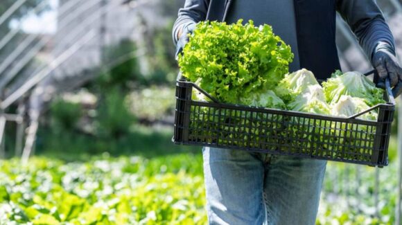 CDC dan por terminado brote de ciclosporiasis ligado a lechuga mexicana