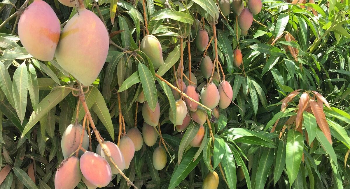 Esperan productores de mango que exceso de humedad en huertos no afecten en próxima floración de los huertos de Ahome