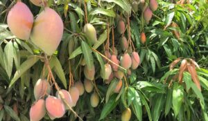 Esperan productores de mango que exceso de humedad en huertos no afecten en próxima floración de los huertos de Ahome