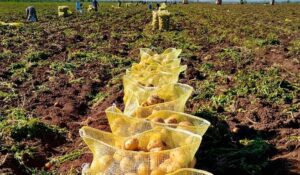 Productores de papa en Ahome aguardan pase el temporal; en octubre comenzarán a echar la semilla