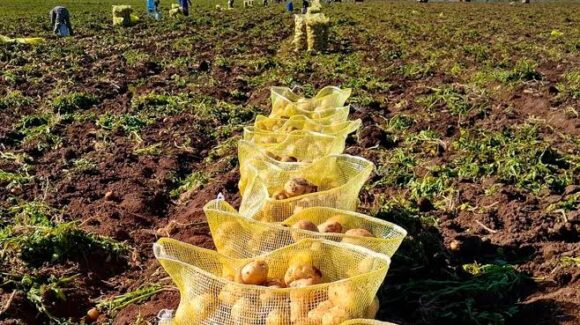 Productores de papa en Ahome aguardan pase el temporal; en octubre comenzarán a echar la semilla