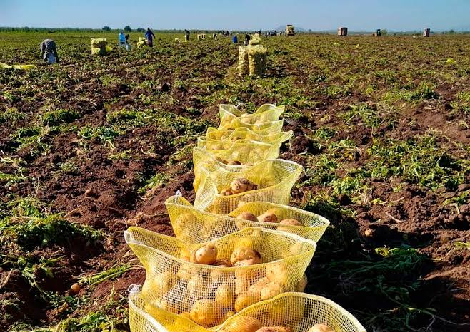 Productores de papa en Ahome aguardan pase el temporal; en octubre comenzarán a echar la semilla